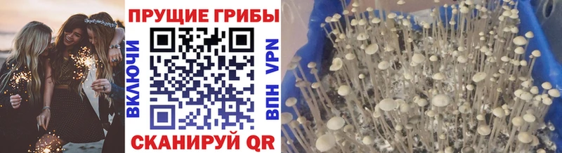 Галлюциногенные грибы Cubensis Лениногорск